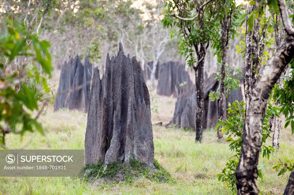 Magnetic Termite Mounds (Amitermes laurensis), Cape York Peninsula, northern Queensland, Australia