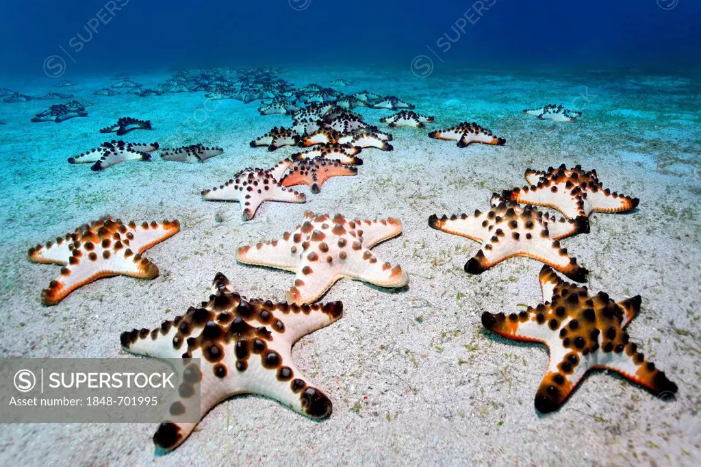 Chocolate Chip Starfish (Protoreaster nodosus) gathered on a sandy ground, Sabang Beach, Puerto Galera, Mindoro, Philippines, South China Sea