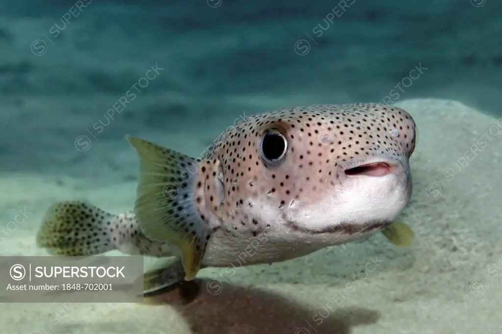 Spot-Fin Porcupine Fish (Diodon hystrix) swimming above the sandy bottom, Great Barrier Reef, UNESCO World Heritage Site, Queensland, Cairns, Australi...