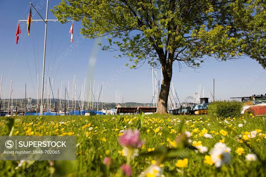 Marina in Wallhausen, Lake Constance, Baden-Wuerttemberg, southern Germany, Germany, Europe