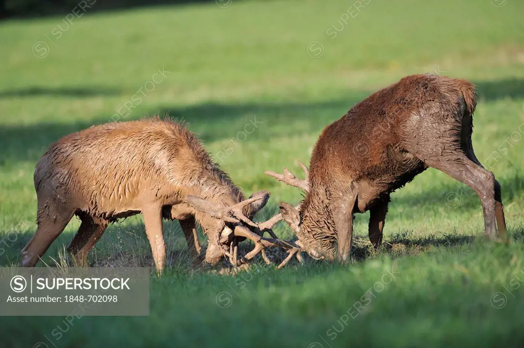 Red deer (Cervus elaphus), young stags fighting in the wallow, state game reserve, Lower Saxony, Germany, Europe, PublicGround