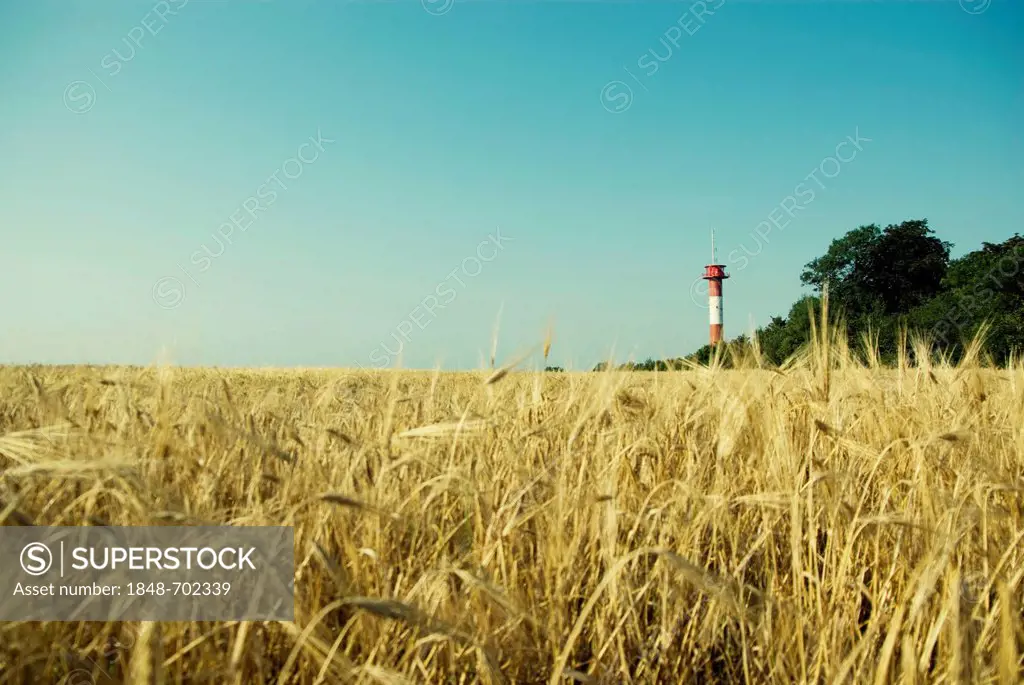 Cornfield, lighthouse, Fehmarn island, Schleswig-Holstein, Baltic Sea, Germany, Europe