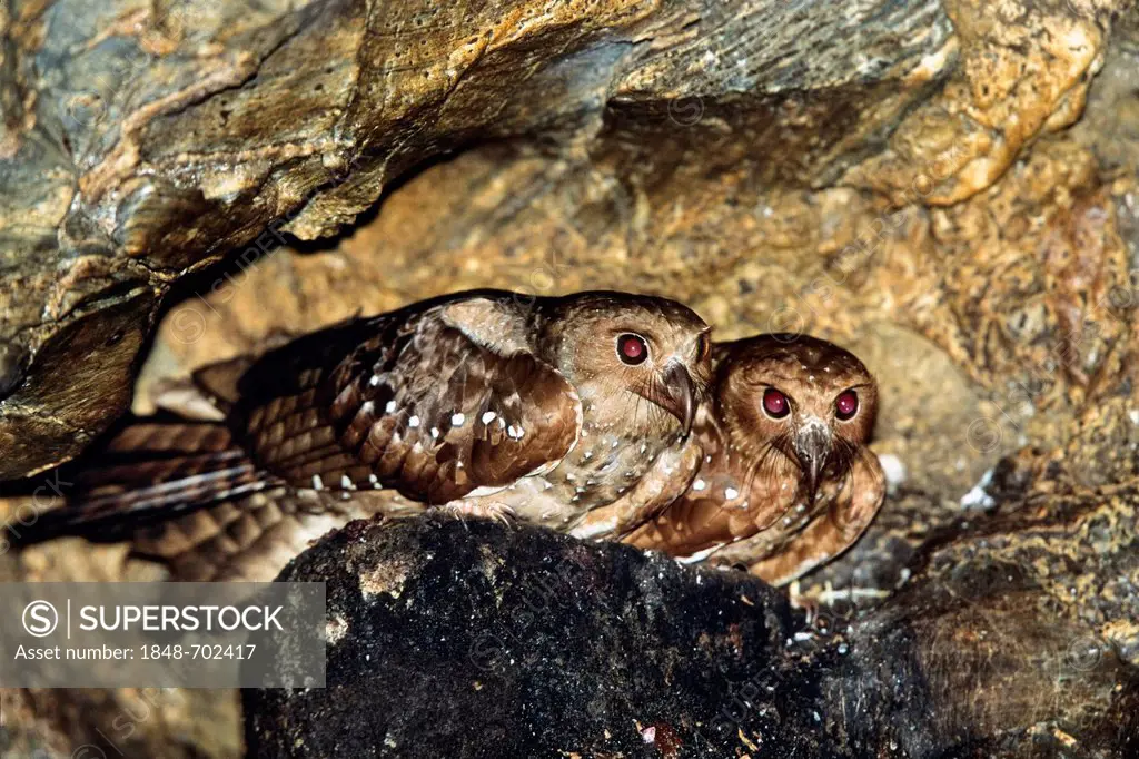 Oilbirds (Steatornis caripensis), in the Aripo Caves, Asa Wright Nature Centre, Trinidad, West Indies, Caribbean