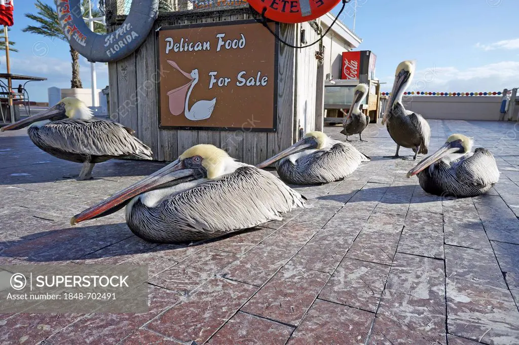 Feeding pelicans for payment, The Pier, Saint Petersburg, Florida, United States, USA