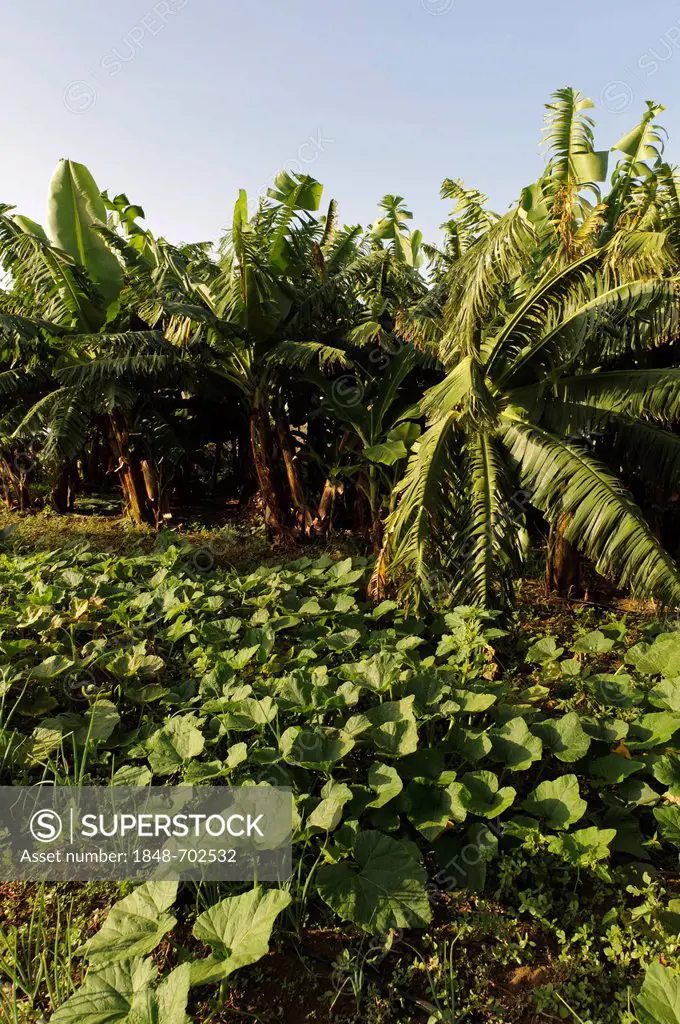 Vegetable patch in the south of Fogo, Cape Verde, Africa