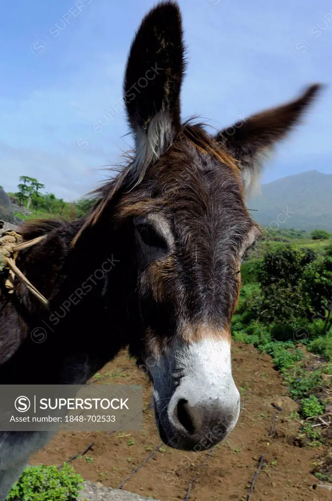 Donkey (Equus asinus asinus), portrait, south coast, Fogo, Cape Verde, Africa