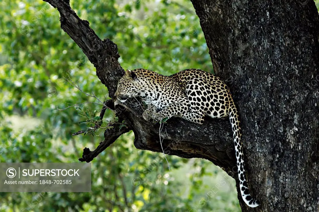 Leopard (Panthera pardus) lying on a tree branch, Kruger National Park, South Africa