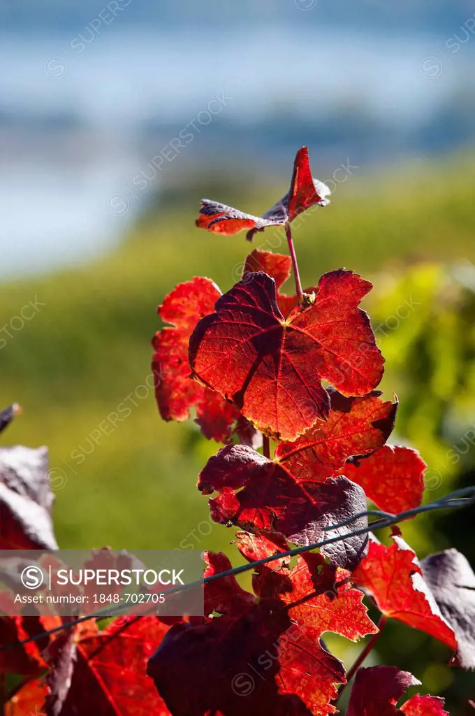 Vine leaves in autumn colours, vineyard, Rheingau, Hesse, Germany, Europe