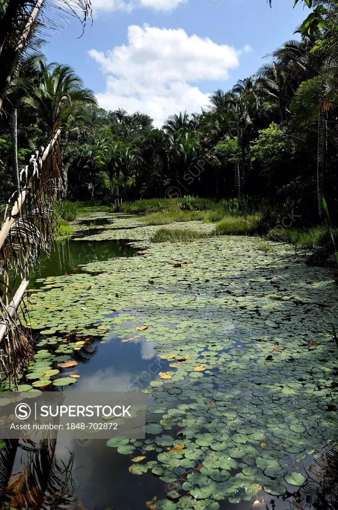 Pond with water lilies in the Amazon rain forest, Brazil, South America, Latin America