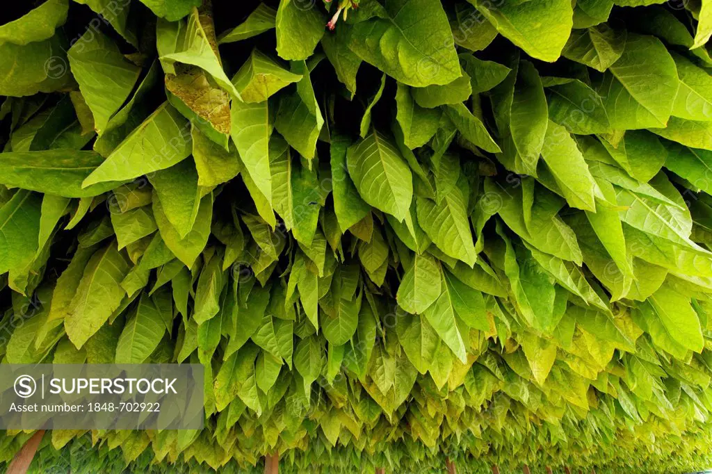 Tobacco growing in Quercy, Lot, France, Europe