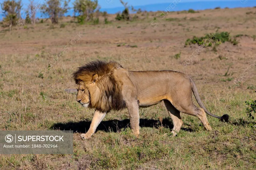 Lion (Panthera leo), Masai Mara National Reserve, Kenya, East Africa, Africa, PublicGround