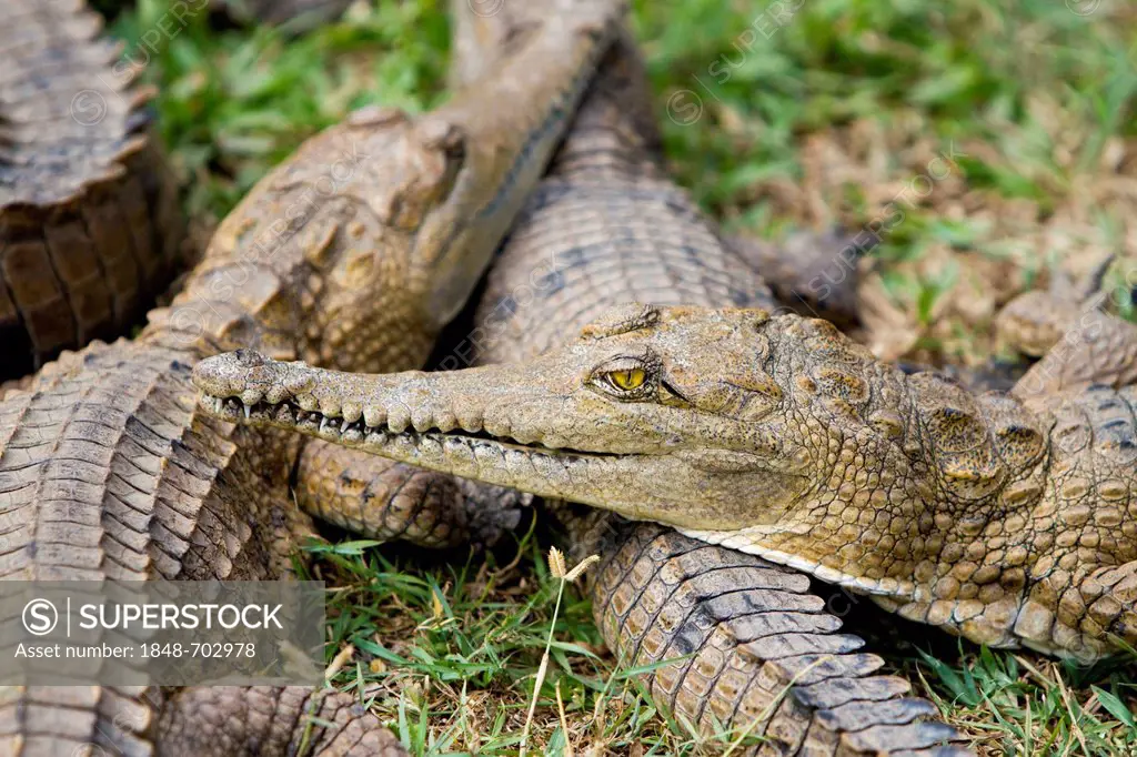 Freshwater crocodiles (Crocodylus johnsoni), Crocodylus Park, Darwin, Northern Territory, Australia