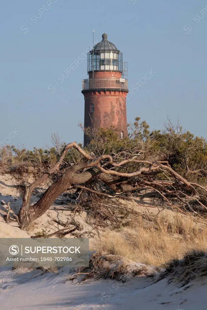 Dune with a wind-blown Scots Pine (Pinus sylvestris) on West Beach in front of the lighthouse on Darsser Ort near Prerow, Darss, Bodden Landscape of V...
