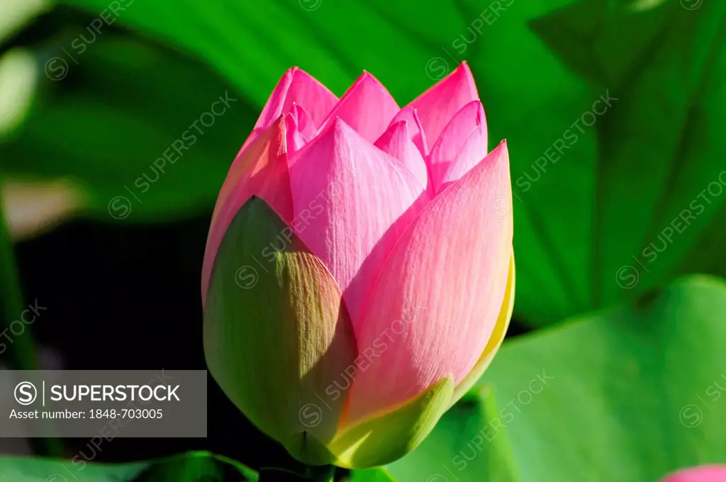 Pink Lotus (Nelumbo) flower, Stuttgart, Baden-Wuerttemberg, Germany, Europe