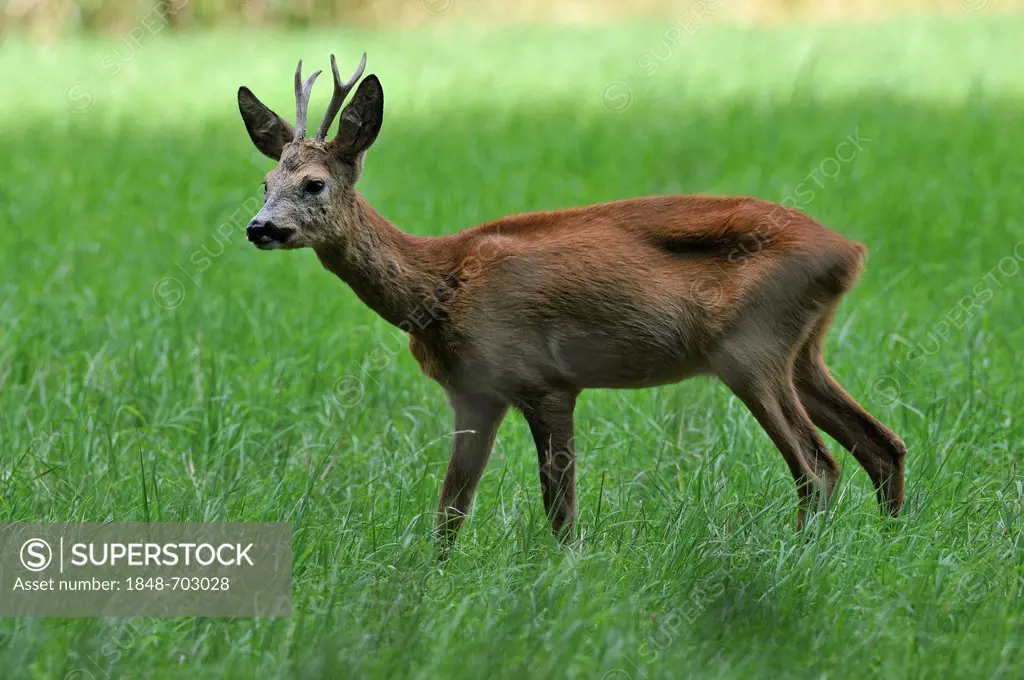 European Roe Deer (Capreolus capreolus), buck with its summer coat, in the wild, Saxony, Germany, Europe