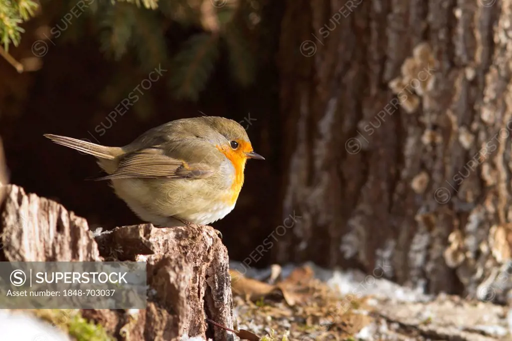 Robin (Erithacus rubecula) on a tree stump, Bad Sooden-Allendorf, Hesse, Germany, Europe
