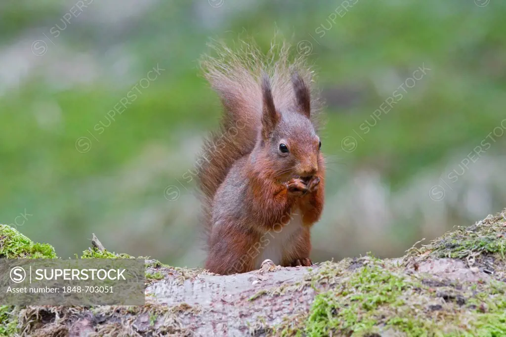 Red squirrel (Sciurus vulgaris), north west England, United Kingdom, Europe