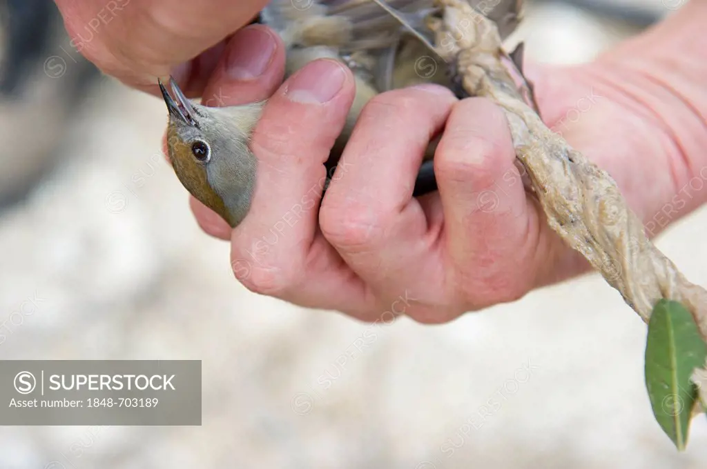 Blackcap (Sylvia atricapilla), illegally trapped on limestick for use as ambelopulia, Cyprus