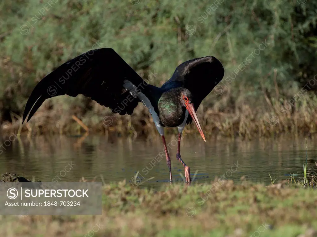 Black Stork (Ciconia nigra), Eifel range near Bitburg, Rhineland-Palatinate, Germany, Europe