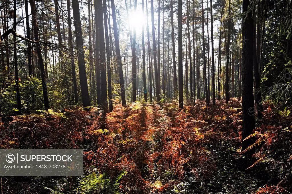 Sunshine in the forest, ferns, Mettlach, Saarland, Germany, Europe