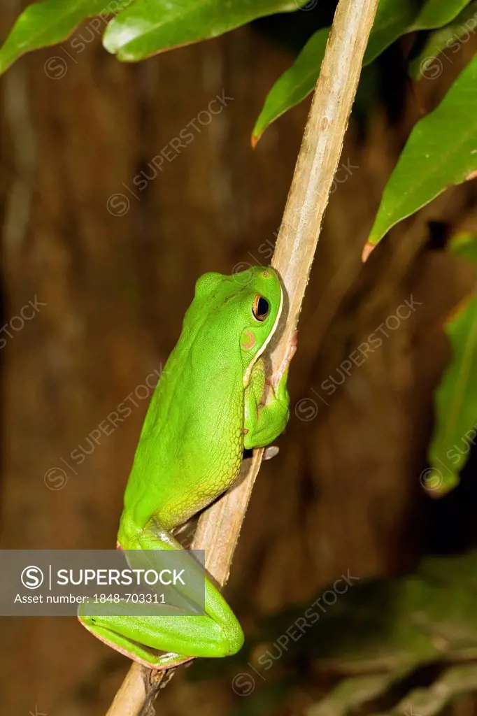 White-lipped Tree Frog (Litoria infrafrenata), rainforest, Iron Range National Park, Cape York Peninsula, northern Queensland, Australia