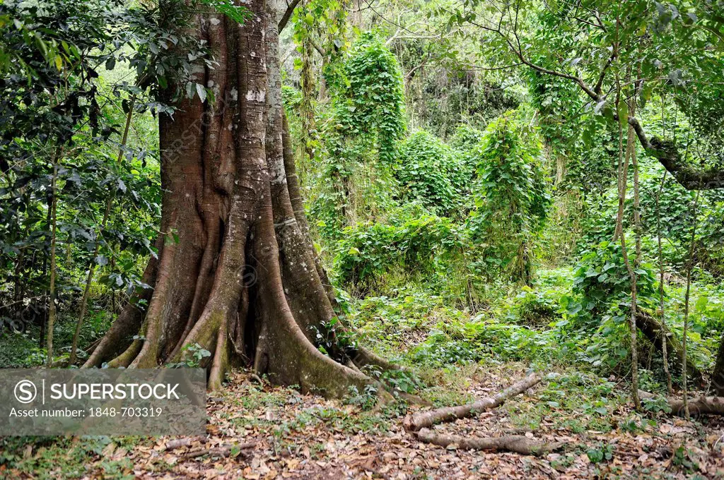 Tree with a thick trunk in a tropical mountain forest, rain forest, El Salvador, Central America, Latin America