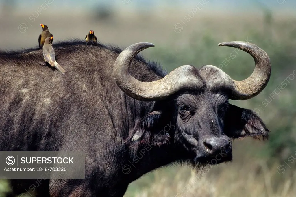 African Buffalo (Syncerus caffer), Serengeti National Park, Tanzania, East Africa, Africa