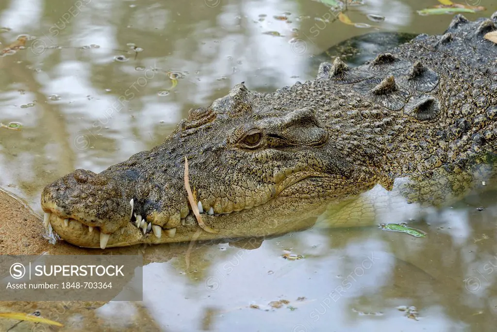 Saltwater crocodile, Estuarine or Indo-Pacific crocodile (Crocodylus porosus), Billabong Sanctuary, Townsville, Queensland, Australia