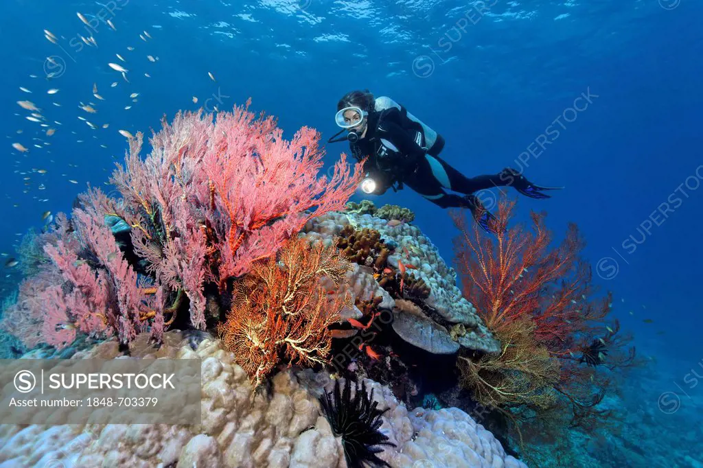 Scuba diver observing various Sea Fans (Melithaea sp.), stone corals and sponges, Great Barrier Reef, UNESCO World Heritage Site, Queensland, Cairns, ...
