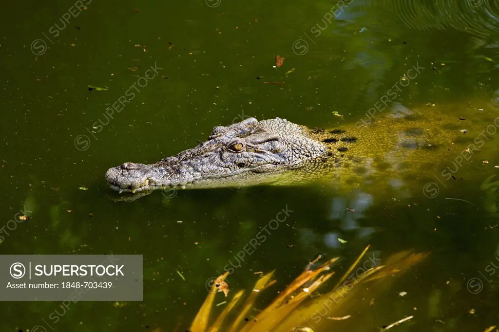 Saltwater crocodile (Crocodylus porosus), Crocodylus Park, Darwin, Northern Territory, Australia