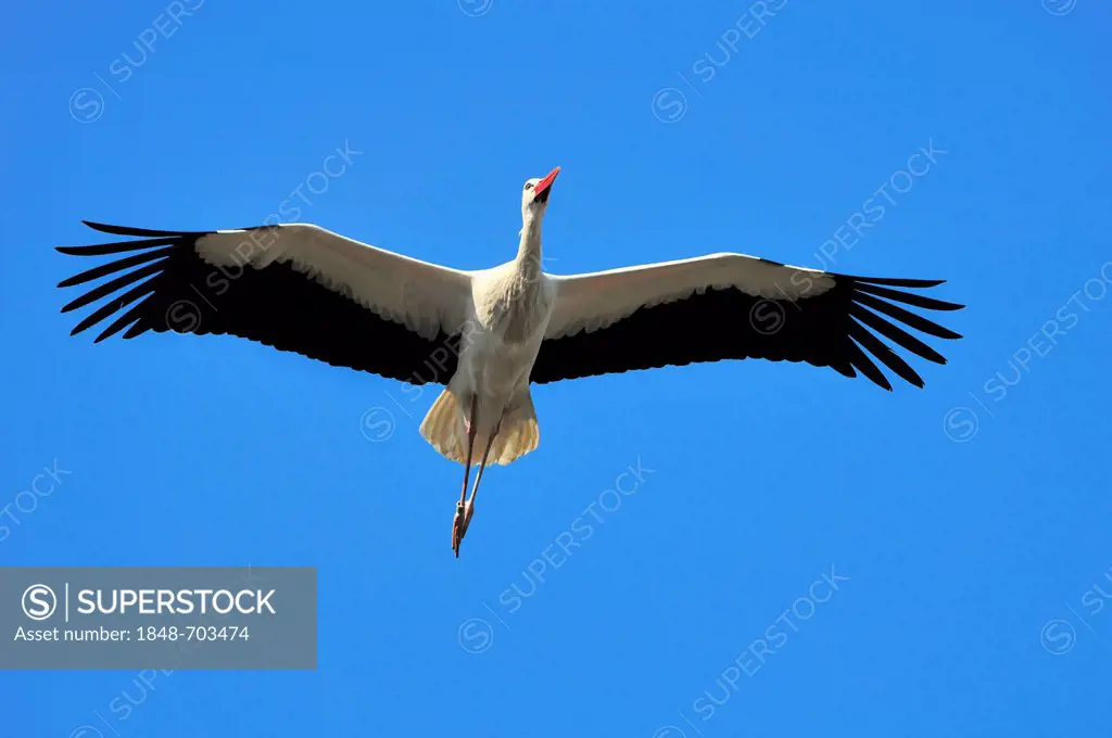 White Stork (Ciconia ciconia) in flight, North Rhine-Westphalia, Germany, Europe