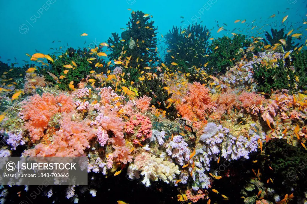 Square Anthias (Anthias pleurotaenia) swimming in a colourful reef in the Maldives, Maldives, Indian Ocean