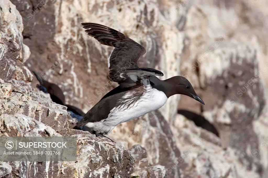 Common Murre or Common Guillemot (Uria aalge), taking off from the rocks of a breeding colony, Latrabjarg, Westfjords, Iceland, Europe