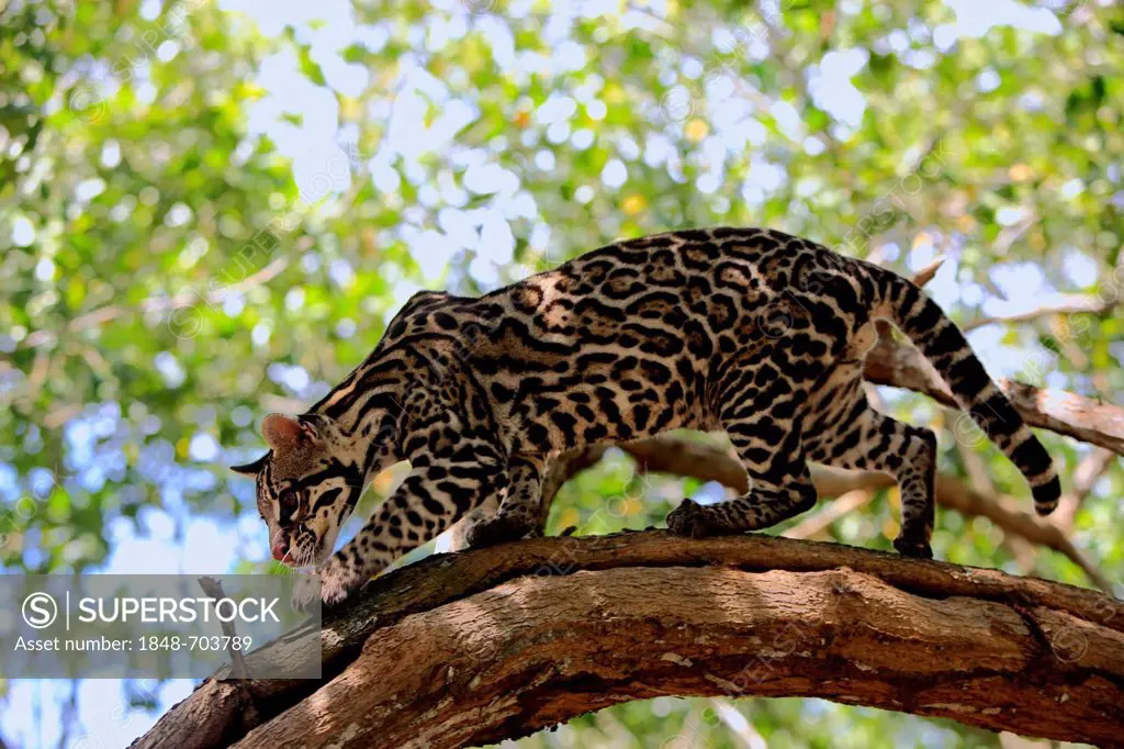 Ocelot (Leopardus pardalis, Felis pardalis), adult male on a tree, Honduras, Central America