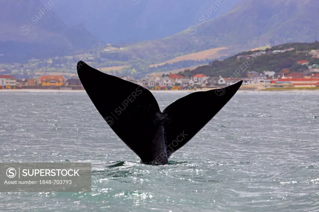 Fluke, Southern Right Whale (Balaena glacialis), adult, Simon's Town, South Africa, Africa