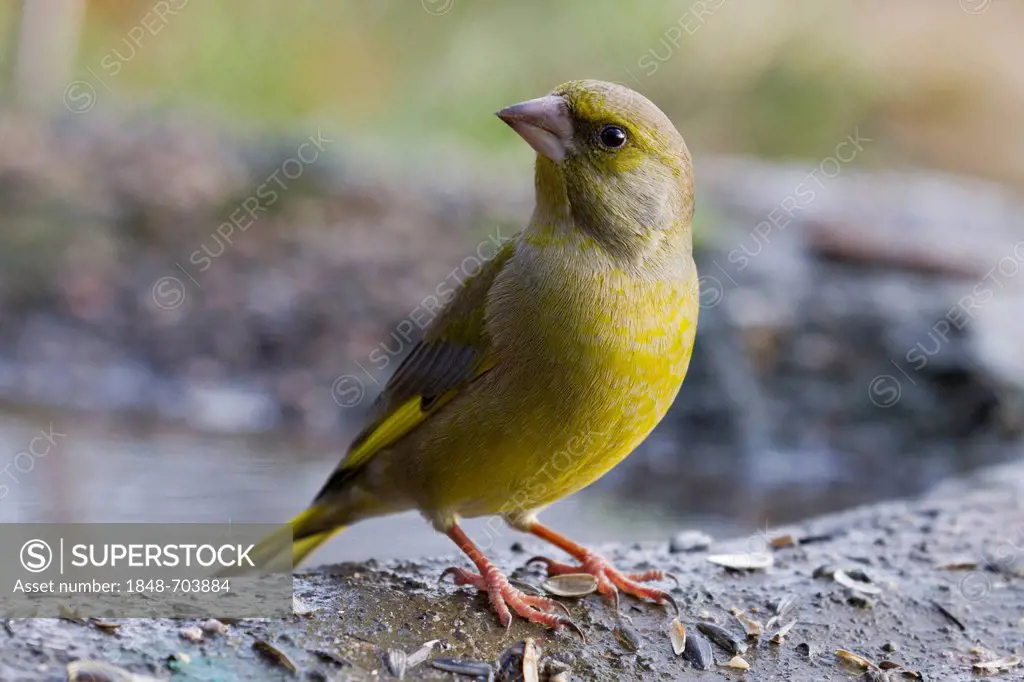 Greenfinch (Carduelis chloris) at the feeding site, Bad Sooden-Allendorf, Hesse, Germany, Europe