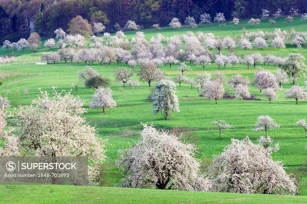Blossoming cherry trees in the Eggen Valley, Markgraeflerland, Black Forest, Baden-Wuerttemberg, Germany, Europe