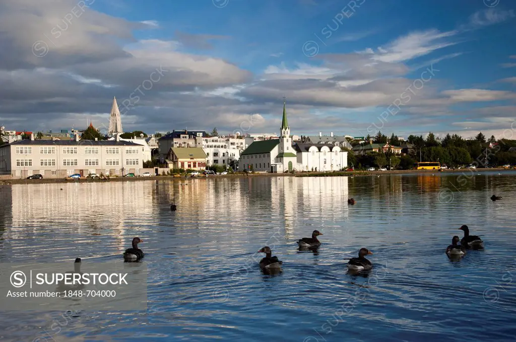 Grey Geese (Anser anser) on Lake Tjoernin in front of the churches of Fríkirkja and Hallgrímskirkja, Reykjavik, Iceland, Europe