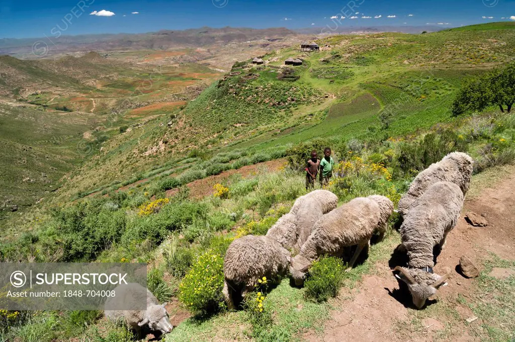 Basotho children and sheep, village, Drakensberg, Kingdom of Lesotho, southern Africa