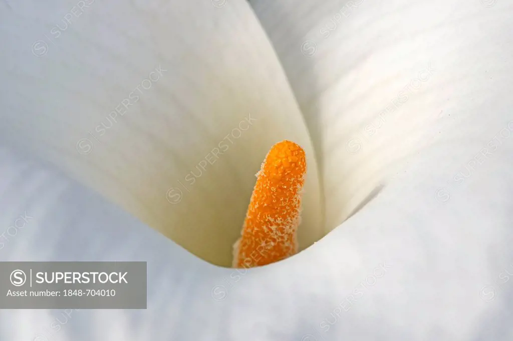 Lily of the Nile, Calla Lily or Arum Lily (Zantedeschia aethiopica), South Africa