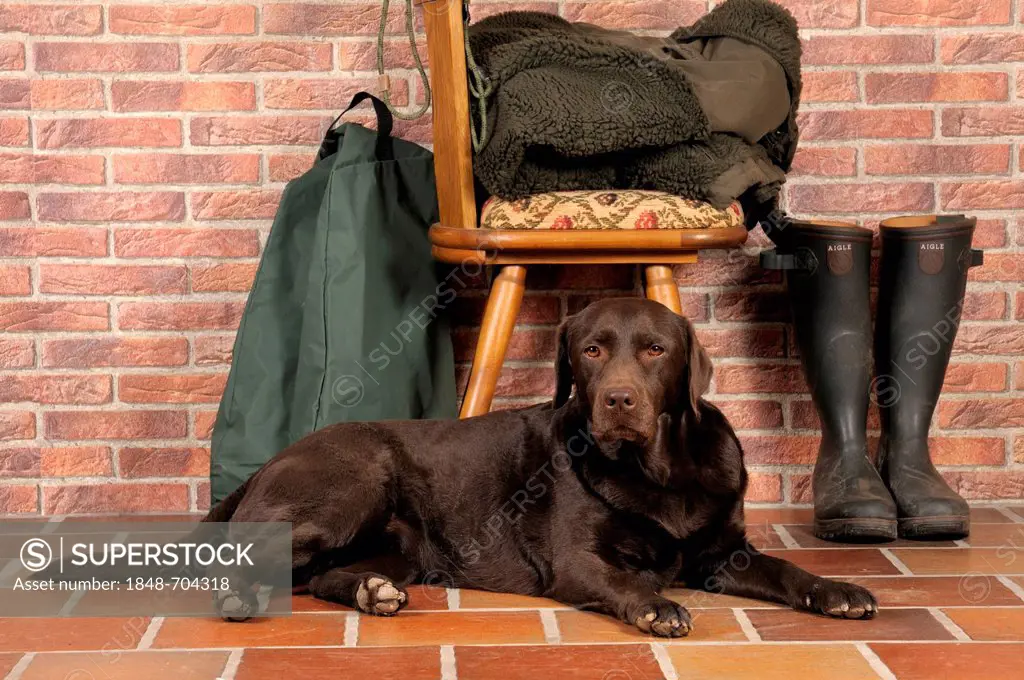 Brown Labrador lying in front of chair, next to rubber boots and hunting gear