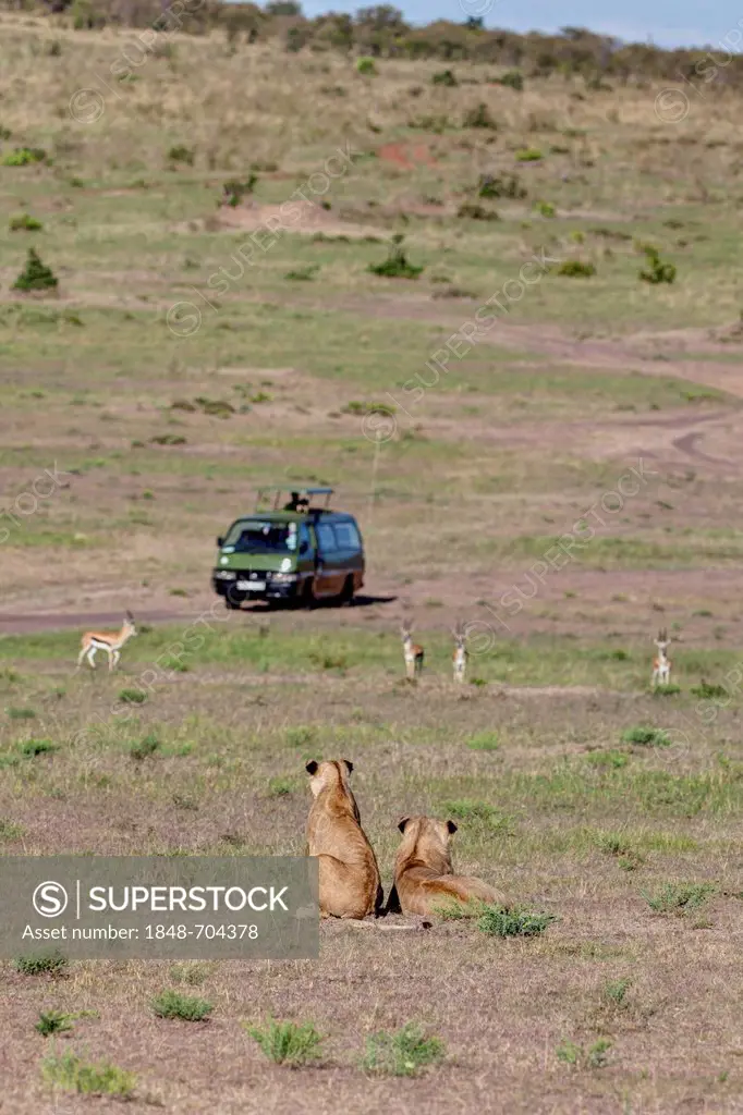 Two young Lions (Panthera leo) observing gazelles, in front of a safari bus, Masai Mara National Reserve, Kenya, East Africa, Africa, PublicGround