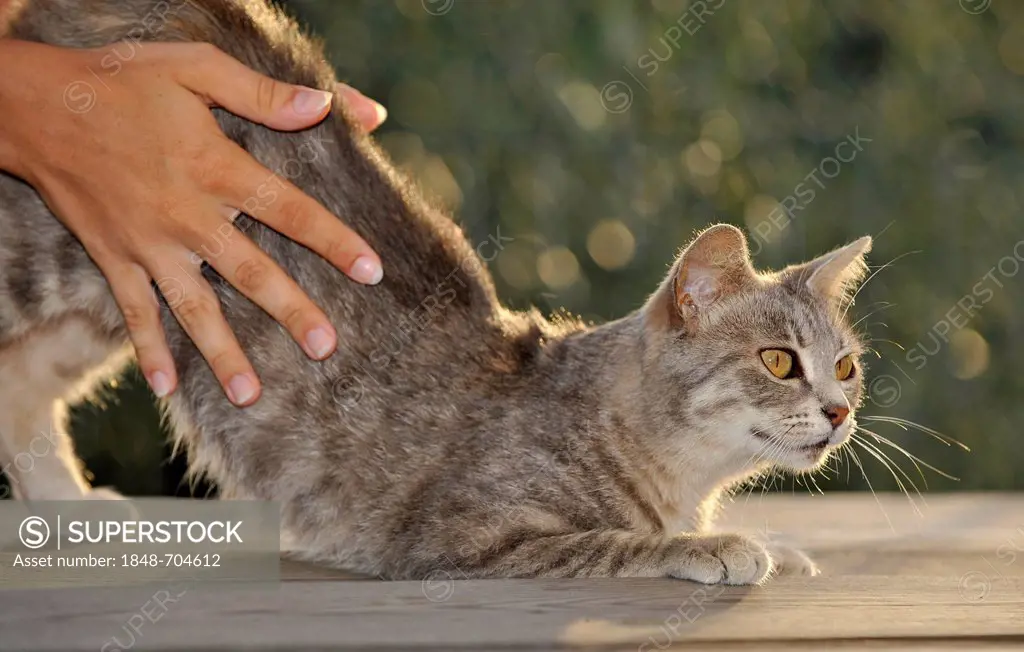 Love of animals, hands stroking tabby cat, Dolcedo, Riviera dei Fiori, Liguria, Italy, Europe