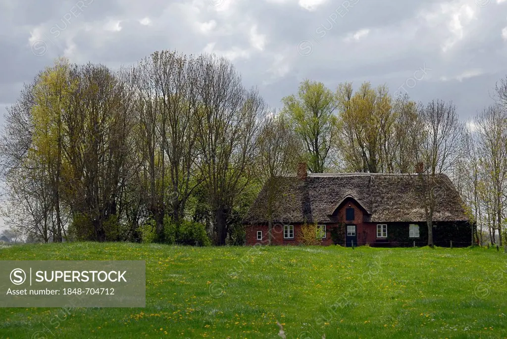 Thatched Friesian cottage in spring, near Witzwort, Eiderstedt Peninsula, North Friesland district, Schleswig-Holstein, Germany, Europe