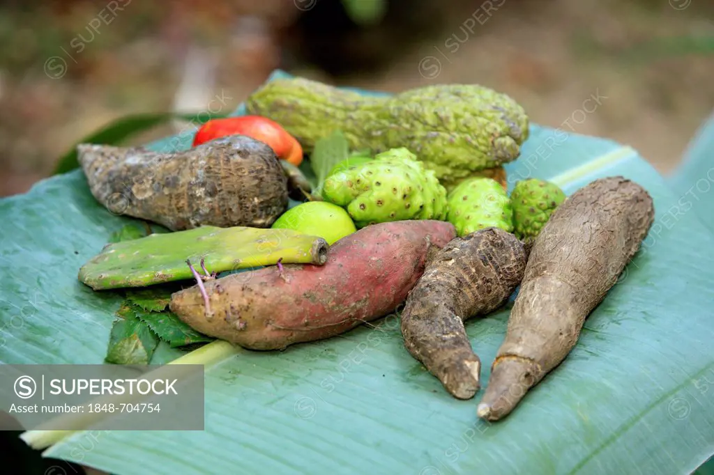Tropical fruits, Cashew (Anacardium occidentale), Cassava or Manioc (Manihot esculenta), Prickly Pear (Opuntia ficus indica) on a banana leaf, Roatan,...