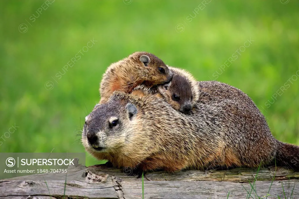 Groundhog, Woodchuck (Marmota monax), mother with young, social behavior, Minnesota, USA