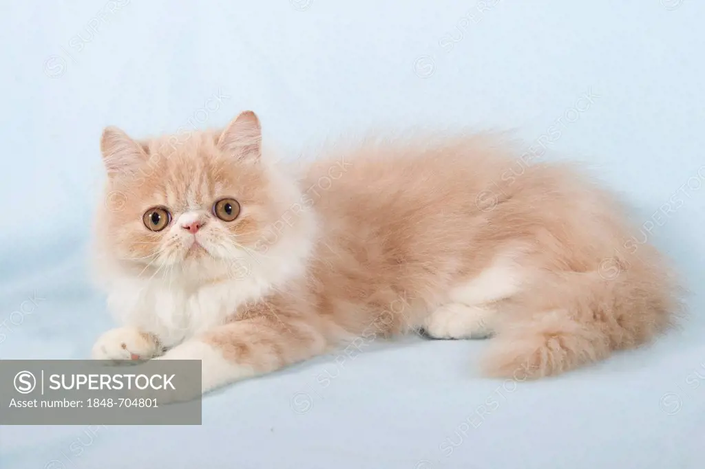 Kitten, Persian cat, long-haired