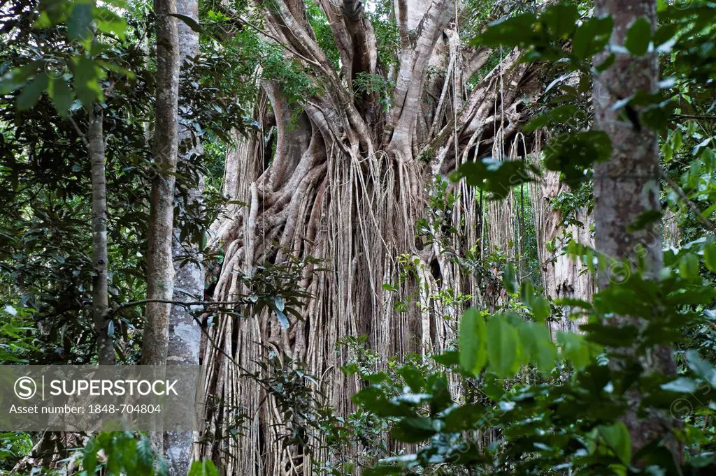 Strangler Fig Tree, Curtain Fig Tree (Ficus virens), rainforest, Curtain Fig Tree National Park, Atherton Tablelands, Queensland, Australia