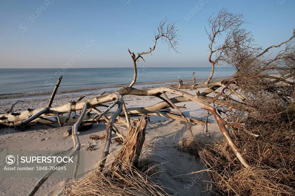 Dead wood on West Beach, Darss, Bodden Landscape of Vorpommern National Park, Mecklenburg-Western Pomerania, Baltic Sea, Germany, Europe
