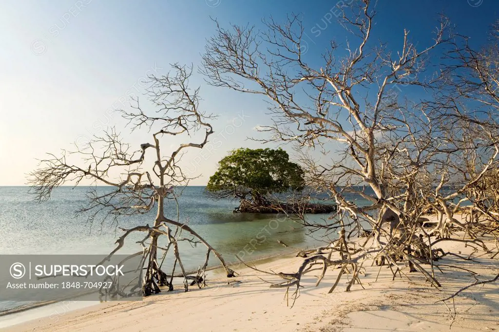 Partially dead mangrove trees on the beach of the island of Cayo Levisa, Cuba, Central America